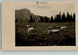 10066811 - Rinder / Kuehe Kuehe Auf Der Alm  1935 Foto AK - Stiere
