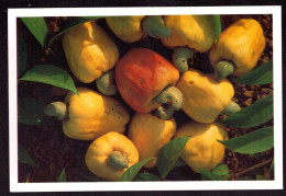 AK 212452 INDIA - Goa - The Cashew Fruit - Indien