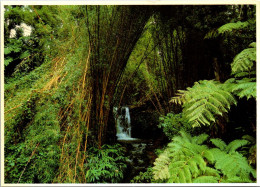 22-5-2024 (5 Z 50) USA - Hawaii Akaka Falls - Hilo