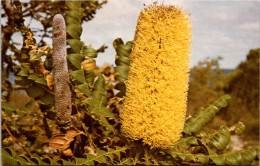 22-5-2024 (5 Z 50) Australia - Wildflowers Bull Banksia - Bloemen