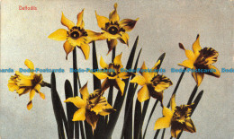 R110810 Daffodils. M. Rieder. B. Hopkins - Welt