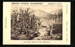 CPA Guebwiller, Domaines Viticoles Schlumberger, Vue D`une Partie De Ses Vignobles  - Guebwiller