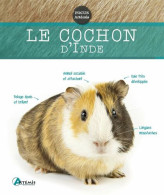 Cochon D'Inde - Autres & Non Classés