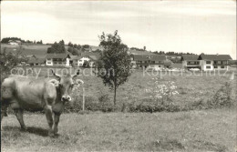 72189080 Immenstadt Allgaeu Mit Kuh Auf Der Weide Immenstadt I.Allgaeu - Immenstadt