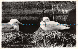 R112586 Kittiwakes. Farne Islands. W. R. Tarbit. RA. RP - Monde