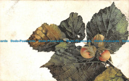 R110944 Old Postcard. Leaves. B. Hopkins - Welt