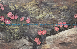 R110945 Primula Viscosa. Photochromie. B. Hopkins - Welt