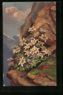 AK Edelweiss Im Gebirge, Leontopodium Alpinum  - Other & Unclassified