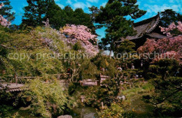 72742886 Willow_Creek_California Cherry Blossoms And Pool Inside The Japanese Te - Altri & Non Classificati