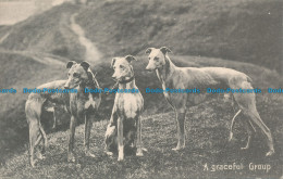 R112770 A Graceful Group. W. And K. London. No 518 D. 1905 - Sonstige & Ohne Zuordnung