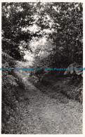 R112832 Old Postcard. Path In The Woods - Monde