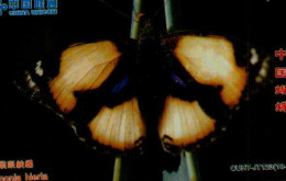 TELECARTE ETRANGERE....PAPILLON.. - Schmetterlinge