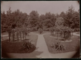 Fotografie Brück & Sohn Meissen, Ansicht Grossenhain, Blick Auf Die Rosenflora Im Neuen Stadtpark  - Plaatsen