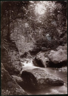 Fotografie Brück & Sohn Meissen, Ansicht Bad Berggiesshübel, Waldpartie Bei Zwiesel  - Plaatsen