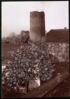 Fotografie Brück & Sohn Meissen, Ansicht Kohren, Partie An Der Burgruine In Der Baumblüte  - Orte
