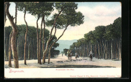 AK Beyrouth, Promenade Des Pins  - Libanon