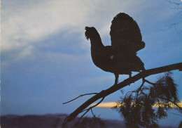 OISEAUX  COQ DE BRUYERE - Birds