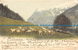 R113260 Old Postcard. Goats Near The Mountains. 1902 - Monde