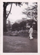 Photo Originale 1954 - Militaria - Cambodge - Les Elephants A Kompong- Cham - Mekong - War, Military
