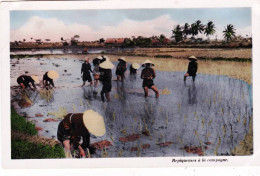 Viêt-Nam - Cochinchine - SAIGON  - Repiquage Du Riz - Plaine Des Joncs - Repiqueuses A La Campagne- 1953 - Viêt-Nam