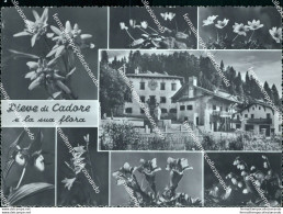 Bu448 Cartolina Pieve Di Cadore E La Sua Flora Provincia Di Belluno Veneto - Belluno