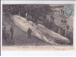 ROSCOFF: La Baleine échouée En Décembre 1904 - état - Roscoff