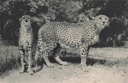 75-PARIS MUSEUM NATIONAL D HISTOIRE NATURELLE-N°T5317-G/0371 - Museos