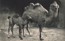 75-PARIS MUSEUM NATIONAL D HISTOIRE NATURELLE-N°T5317-G/0365 - Musea