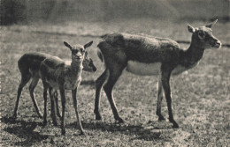 75-PARIS MUSEUM NATIONAL D HISTOIRE NATURELLE-N°T5317-G/0359 - Musea