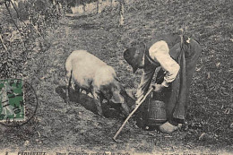 PERIGUEUX : Deux Périgords Trouvant La Truffe (cochon Truffier) - Très Bon état - Périgueux