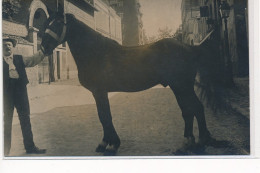 CARTE PHOTO A LOCALISER : Cheval, Vernele, L'orleanaise, La Parisienne - Tres Bon Etat - Foto's