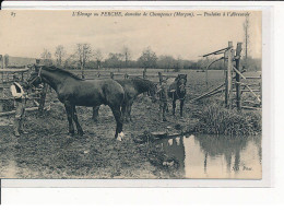 L'Elevage Au PERCHE : Domaine Du Champeaux, Poulains à L'Abreuvoir - Très Bon état - Other & Unclassified