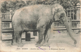 75-PARIS-JARDIN DES PLANTES-N°T5322-E/0063 - Parques, Jardines