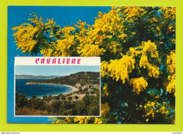83 CAVALIERE Vers Le Lavandou N°3331 Dans Les Mimosas - Le Lavandou