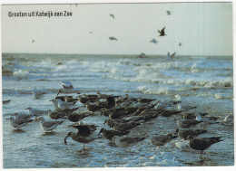 Groeten Uit Katwijk Aan Zee -  (Nederland/Holland) -  Zeevogels, Branding - Katwijk (aan Zee)