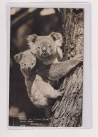 AUSTRALIA KOALA  Nice Postcard - Osos