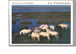 EN CAMARGUE - Les Chevaux Sur Les étangs Cheval Horse - Caballos