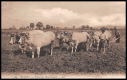 # AGRICULTURE # ALLIER - Attelage De 6 Bœufs Charolais Au Labour, Mené Par Deux Paysans Bussétois CPA 1912 - Spannen