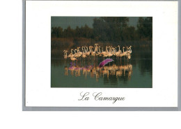 EN CAMARGUE - Les Flamands Rose Oiseau Bird Flamand Carte Vierge - Oiseaux