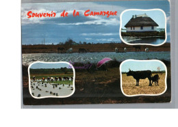 EN CAMARGUE - Chevaux Taureau Maison Des Gardian  Cheval Toro - Horses