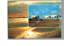 EN CAMARGUE - Coucher De Soleil Avec Des Chevaux Blanc Cheval Horse - Paarden
