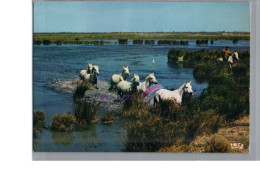 EN CAMARGUE - Chevaux Sauvage Dans Les Marais Cheval Blanc Horse Carte Vierge - Caballos