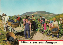 CPSM. VENDANGES BEAUJOLAISES. CHEVAL ATTELE. - Vines