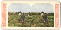 Stereo-Fotografie Chinesische Arbeiter Ernten Die Reisfelder Auf Hawaii  - Professions