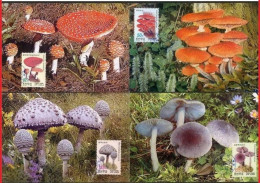 Korea North Maximum Card,2008 Mushrooms (poisonous Fly Umbrella, Honey Fungus, Etc.),4 Pcs - Korea (Noord)