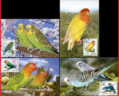 Korea North Maximum Card,2008 Parrots (such As Tiger Skin Parrots),4 Pcs - Corée Du Nord