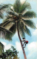 Martinique - Le Cocotier Et L'art D'y Grimper - Carte Dentelée - CPSM Format CPA - Voir Scans Recto-Verso - Sonstige & Ohne Zuordnung