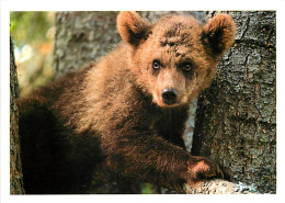 Animaux - Ours - Ours Brun - Ourson - Carte Publicitaire Eau Minérale Valvert - Bear - CPM - Carte Neuve - Voir Scans Re - Beren