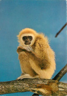 Animaux - Singes - Gibbon - Carte Neuve - CPM - Voir Scans Recto-Verso - Monkeys