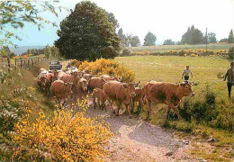 Animaux - Vaches - Retour Du Paturage - Paysans - CPM - Voir Scans Recto-Verso - Koeien